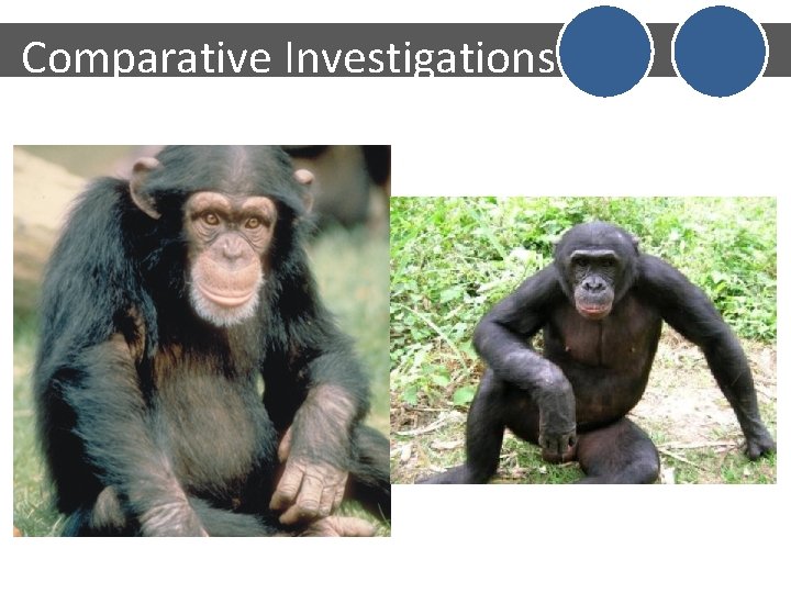Comparative Investigations 