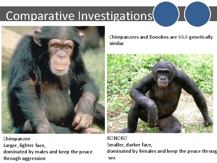 Comparative Investigations Chimpanzees and Bonobos are 99. 6 genetically similar Chimpanzee Larger, lighter face,