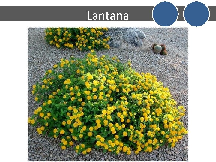 Lantana 