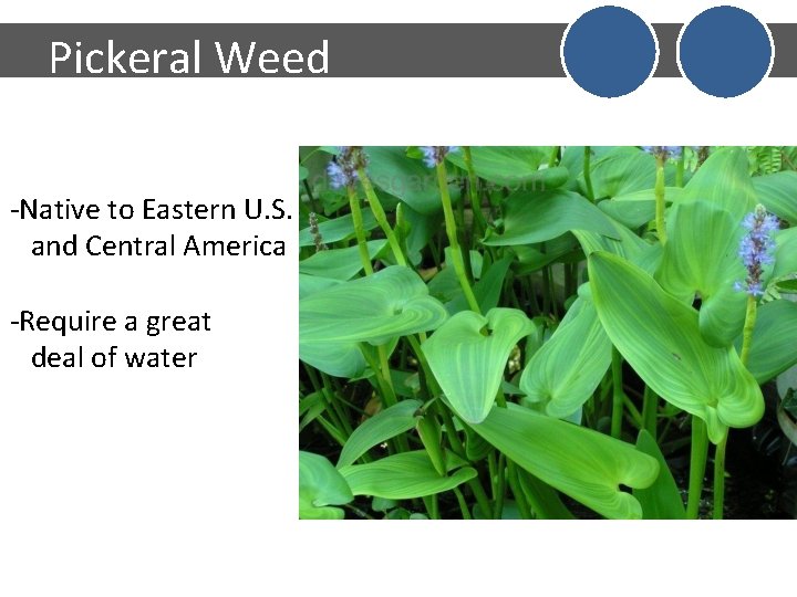 Pickeral Weed -Native to Eastern U. S. and Central America -Require a great deal