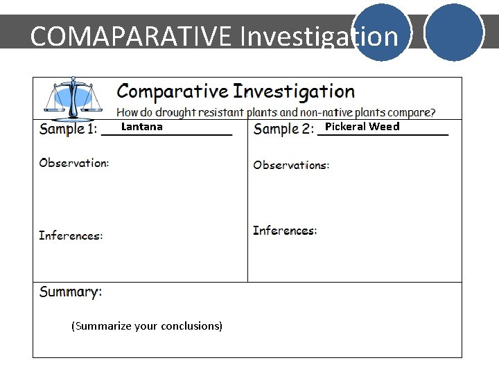 COMAPARATIVE Investigation pg 10 Lantana (Summarize your conclusions) Pickeral Weed 