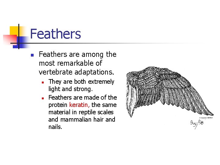 Feathers n Feathers are among the most remarkable of vertebrate adaptations. n n They