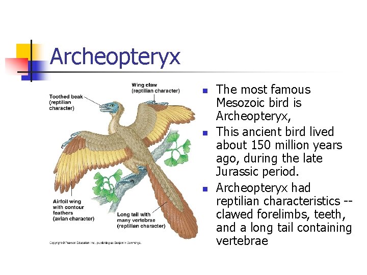 Archeopteryx n n n The most famous Mesozoic bird is Archeopteryx, This ancient bird