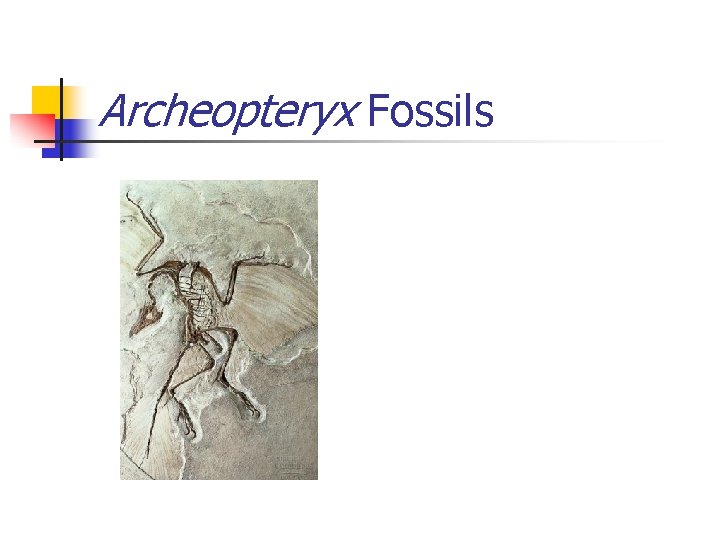 Archeopteryx Fossils 