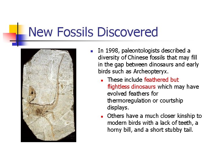 New Fossils Discovered n In 1998, paleontologists described a diversity of Chinese fossils that