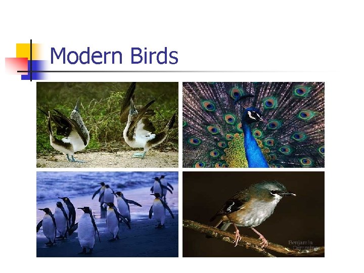 Modern Birds 