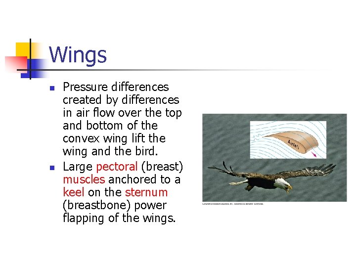 Wings n n Pressure differences created by differences in air flow over the top