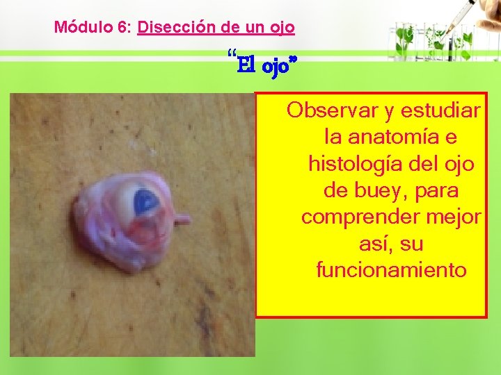 Módulo 6: Disección de un ojo “El ojo” Observar y estudiar la anatomía e