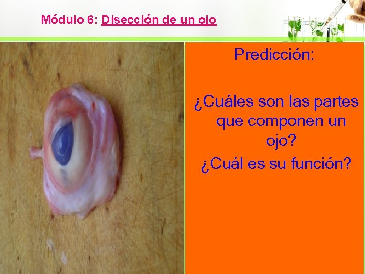 Módulo 6: Disección de un ojo Predicción: ¿Cuáles son las partes que componen un