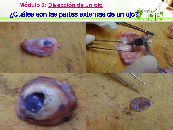 Módulo 6: Disección de un ojo ¿Cuáles son las partes externas de un ojo?