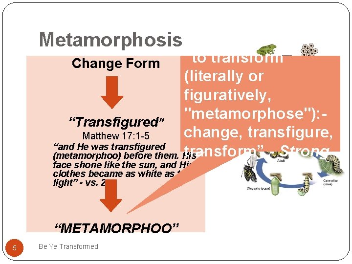 Metamorphosis “to transform (literally or figuratively, "metamorphose"): “Transfigured” change, transfigure, Matthew 17: 1 -5