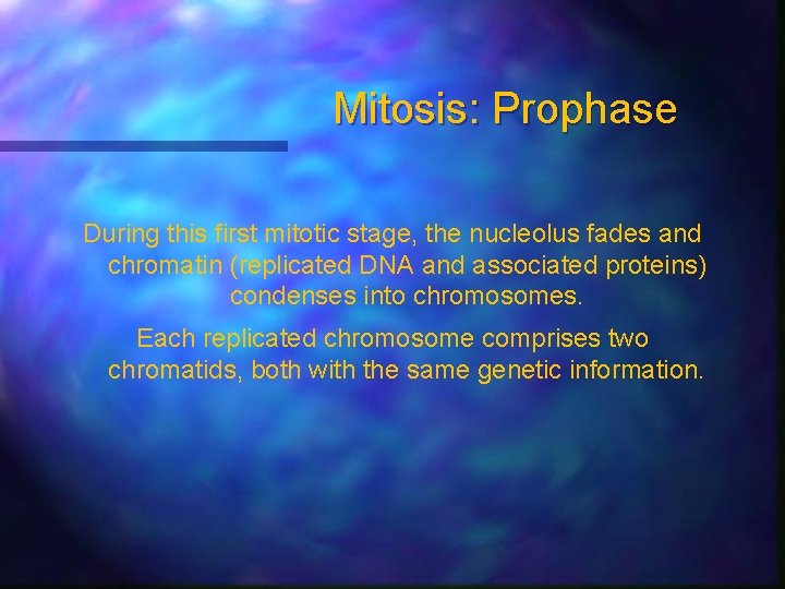 Mitosis: Prophase During this first mitotic stage, the nucleolus fades and chromatin (replicated DNA
