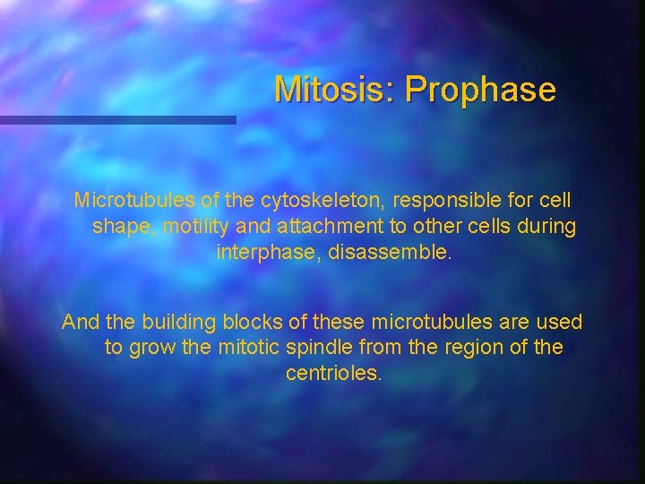 Mitosis: Prophase Microtubules of the cytoskeleton, responsible for cell shape, motility and attachment to