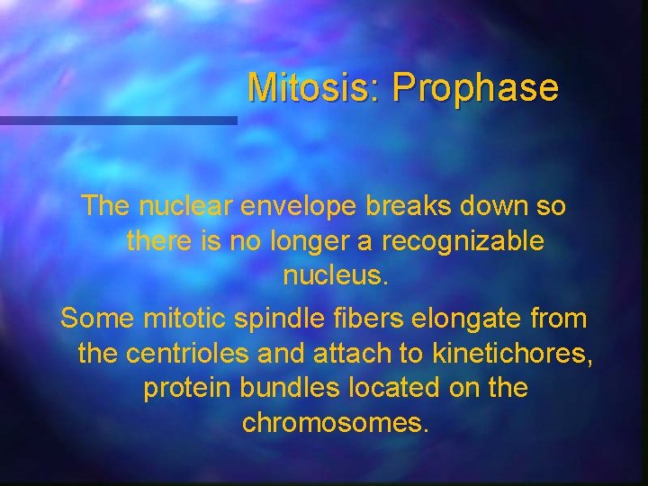 Mitosis: Prophase The nuclear envelope breaks down so there is no longer a recognizable