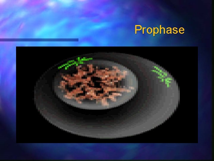 Prophase 