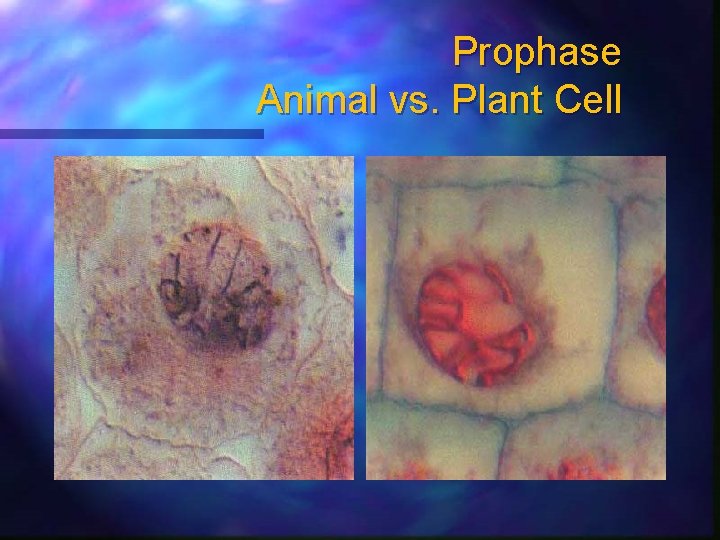 Prophase Animal vs. Plant Cell 