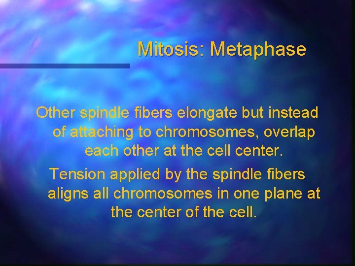 Mitosis: Metaphase Other spindle fibers elongate but instead of attaching to chromosomes, overlap each
