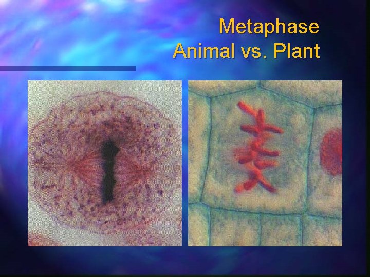 Metaphase Animal vs. Plant 