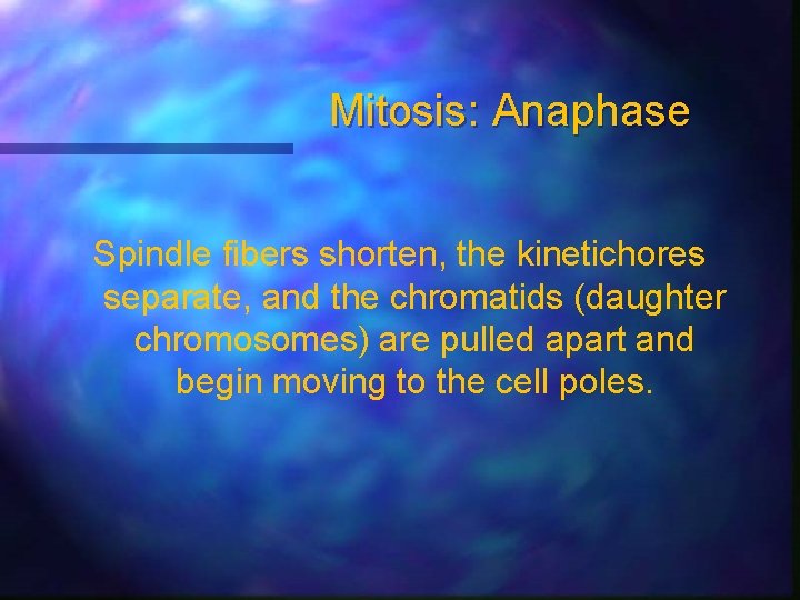 Mitosis: Anaphase Spindle fibers shorten, the kinetichores separate, and the chromatids (daughter chromosomes) are