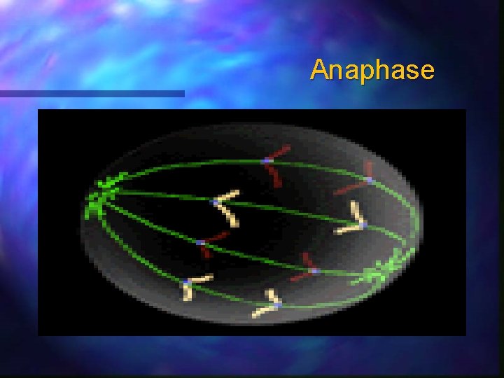 Anaphase 