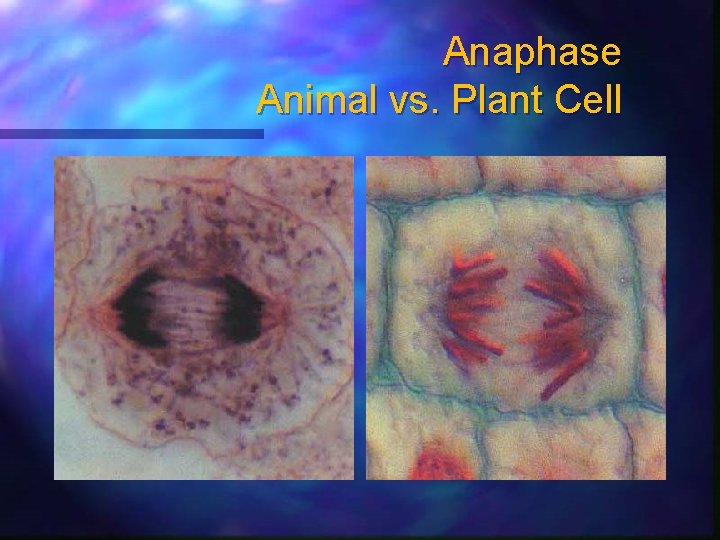 Anaphase Animal vs. Plant Cell 