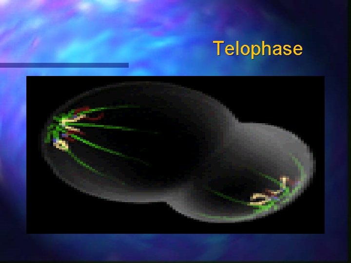 Telophase 