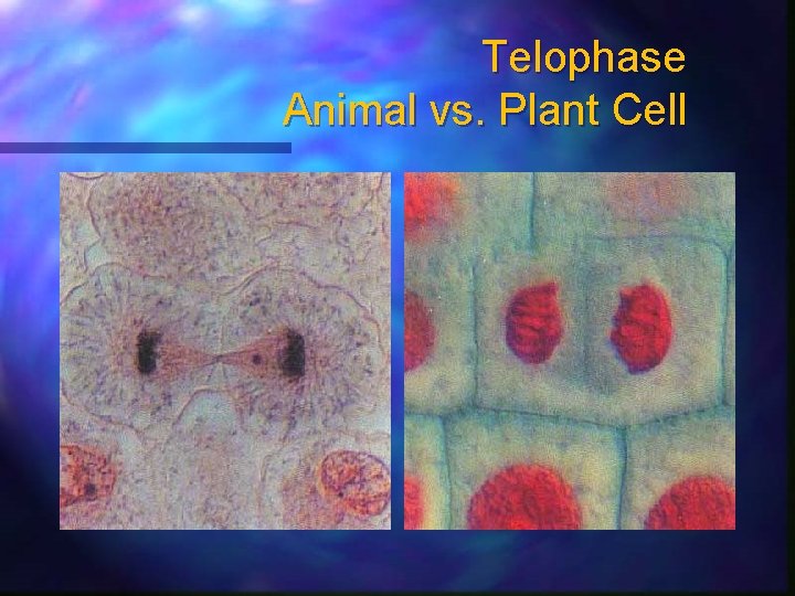Telophase Animal vs. Plant Cell 