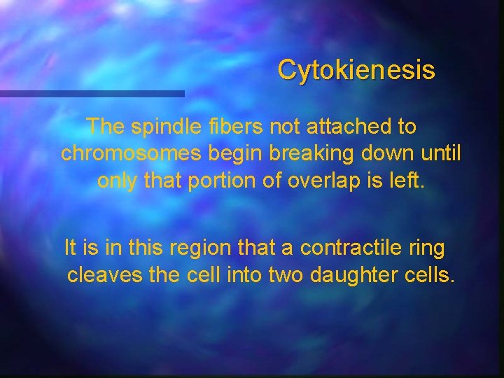Cytokienesis The spindle fibers not attached to chromosomes begin breaking down until only that