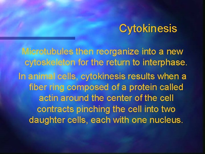 Cytokinesis Microtubules then reorganize into a new cytoskeleton for the return to interphase. In