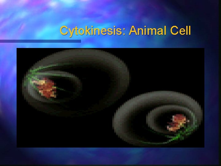 Cytokinesis: Animal Cell 
