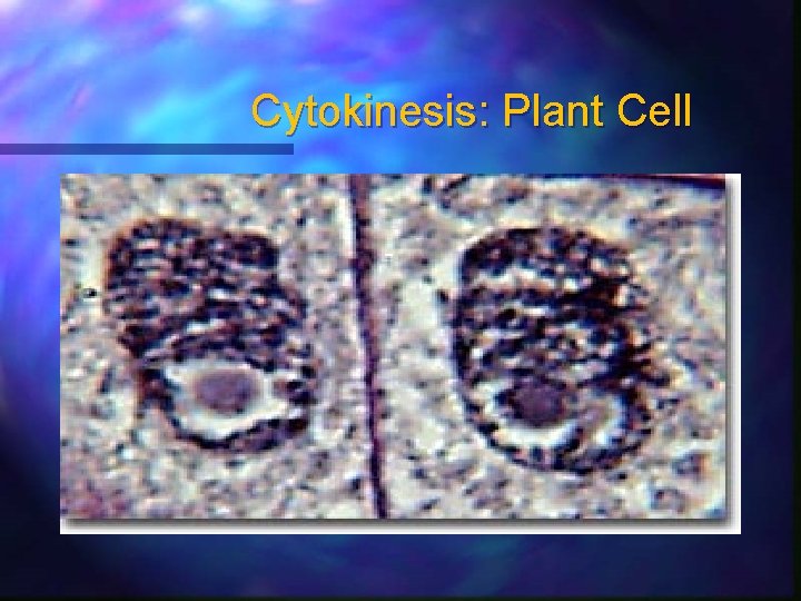 Cytokinesis: Plant Cell 