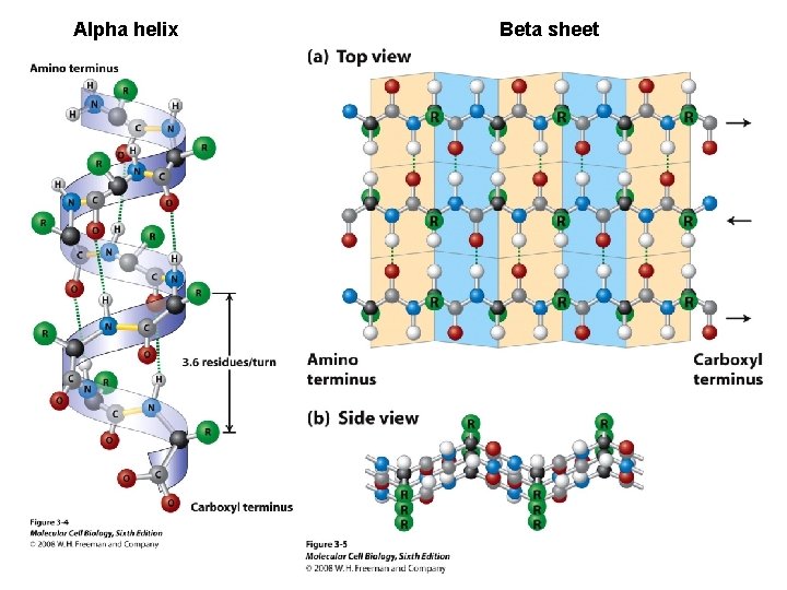 Alpha helix Beta sheet 