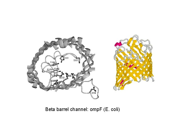 Beta barrel channel: omp. F (E. coli) 