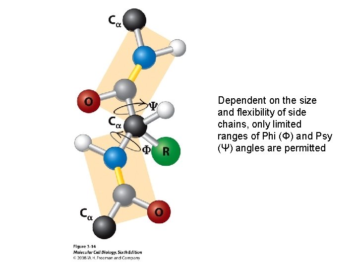 Dependent on the size and flexibility of side chains, only limited ranges of Phi