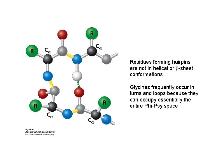Residues forming hairpins are not in helical or b-sheet conformations Glycines frequently occur in
