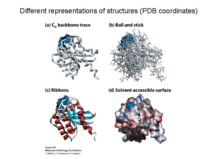 Different representations of structures (PDB coordinates) 