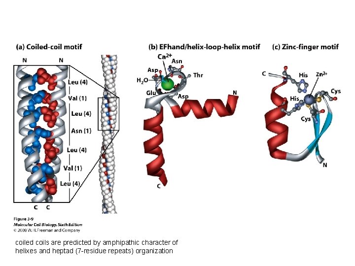 coiled coils are predicted by amphipathic character of helixes and heptad (7 -residue repeats)