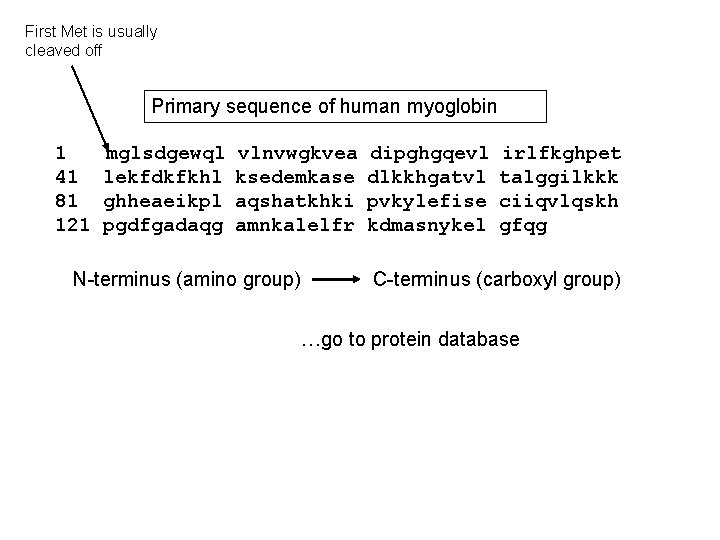 First Met is usually cleaved off Primary sequence of human myoglobin 1 41 81