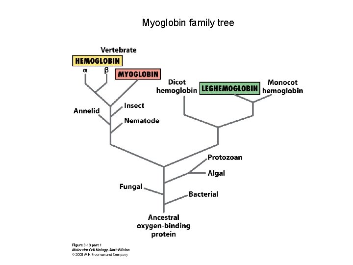 Myoglobin family tree 