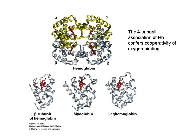 The 4 -subunit association of Hb confers cooperativity of oxygen binding 