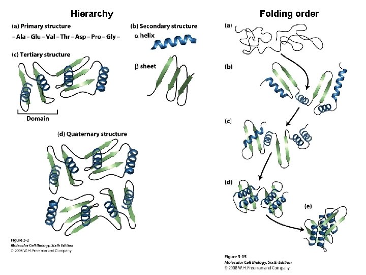 Hierarchy Folding order 