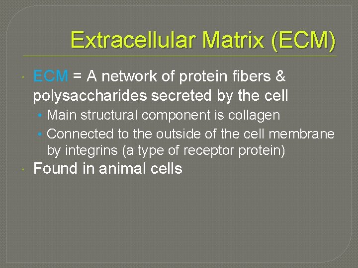 Extracellular Matrix (ECM) ECM = A network of protein fibers & polysaccharides secreted by