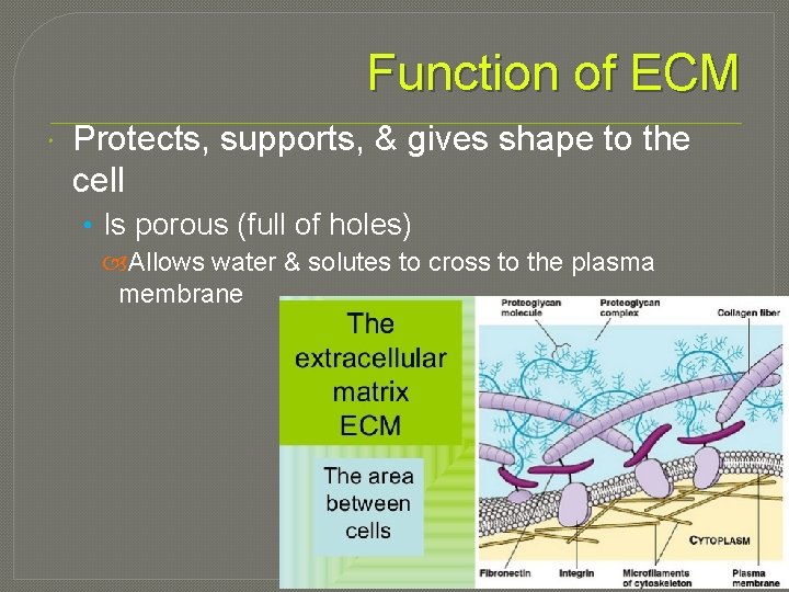 Function of ECM Protects, supports, & gives shape to the cell • Is porous