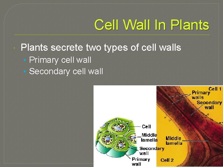 Cell Wall In Plants secrete two types of cell walls • Primary cell wall