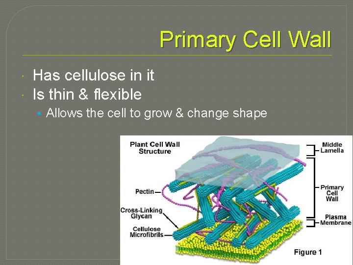 Primary Cell Wall Has cellulose in it Is thin & flexible • Allows the