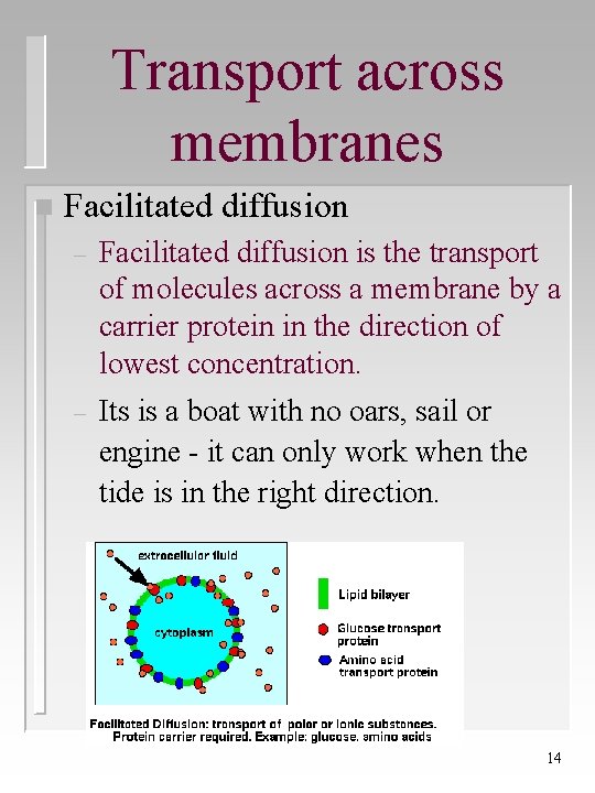 Transport across membranes n Facilitated diffusion – Facilitated diffusion is the transport of molecules
