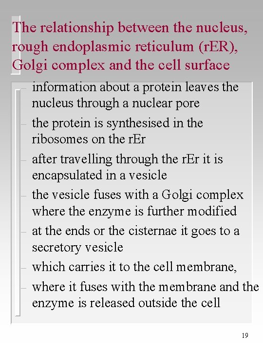 The relationship between the nucleus, rough endoplasmic reticulum (r. ER), Golgi complex and the