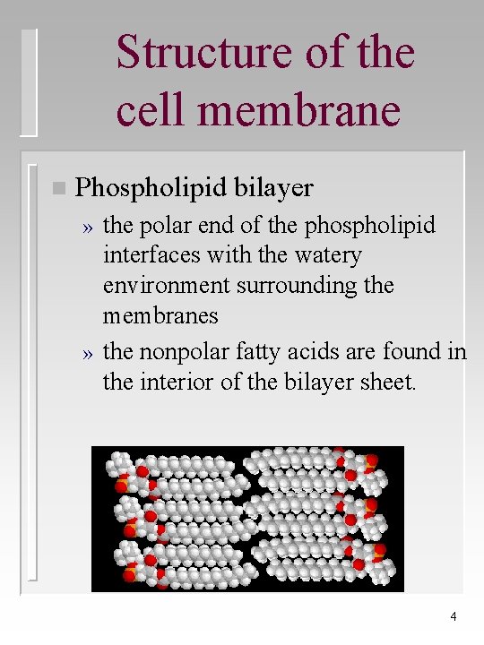 Structure of the cell membrane n Phospholipid bilayer » » the polar end of