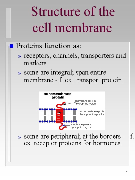 Structure of the cell membrane n Proteins function as: » » » receptors, channels,