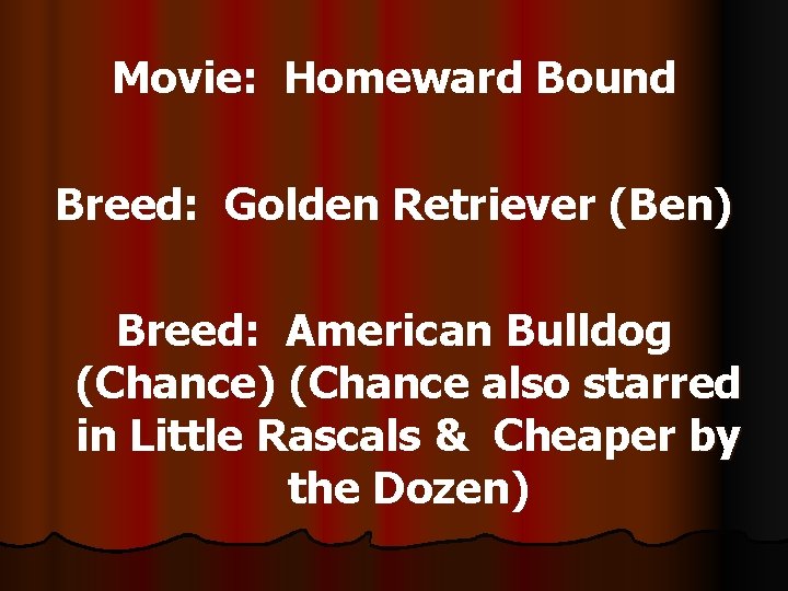 Movie: Homeward Bound Breed: Golden Retriever (Ben) Breed: American Bulldog (Chance) (Chance also starred